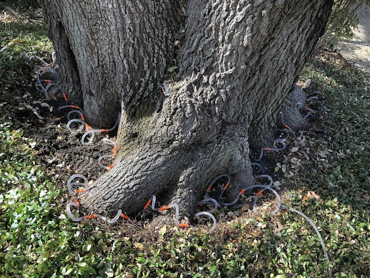 Detailed Tree Cabling and Bracing job site in College Grove