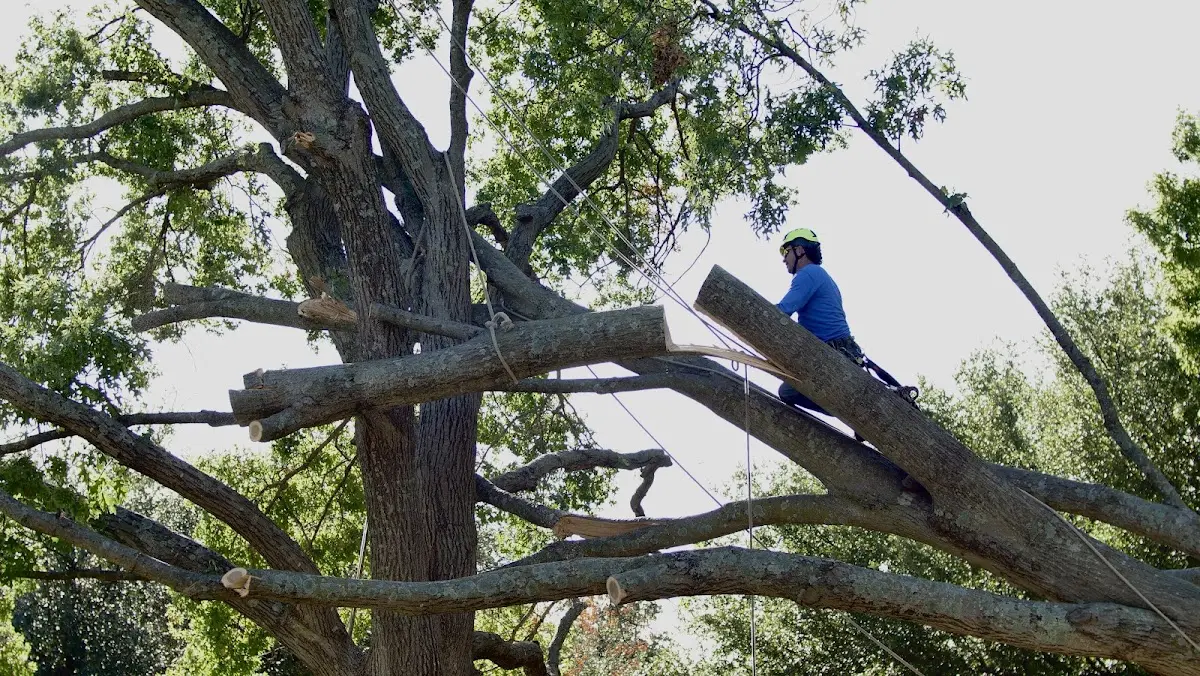 Professional Crown Thinning performed by certified arborists in College Grove