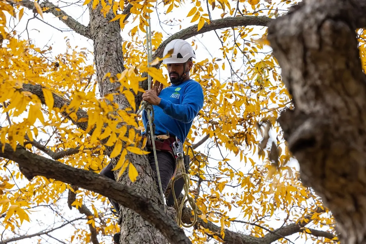 Skilled Tree Pruning crew working in College Grove