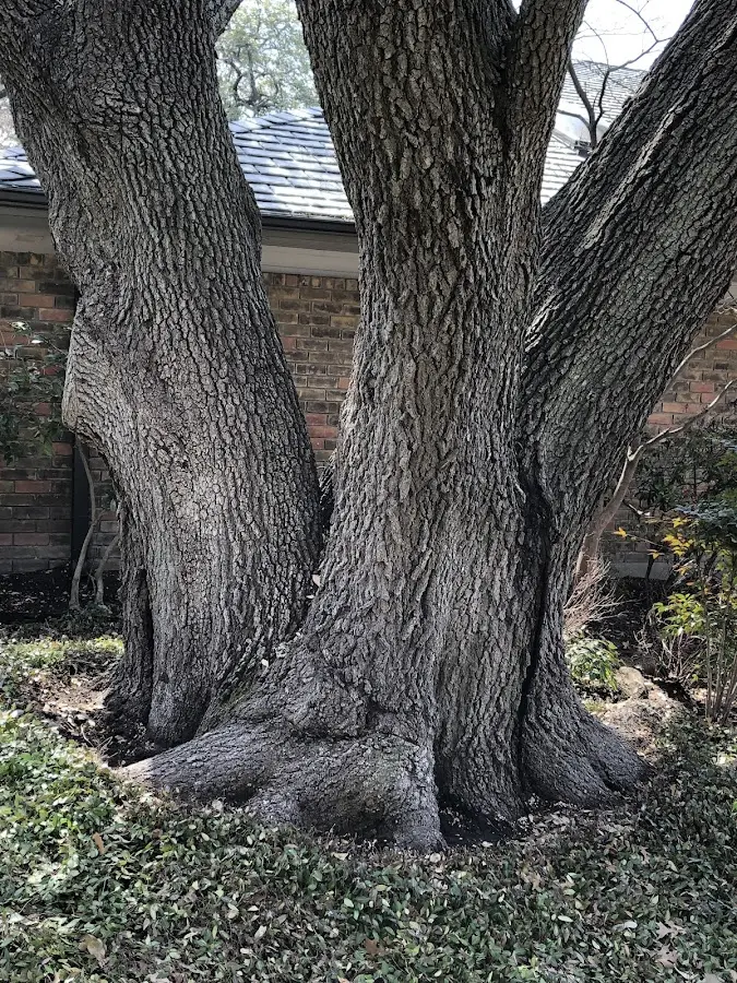 Mature heritage tree close to a College Grove property cared for by certified arborists